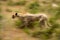 Slow pan of female cheetah crossing savannah