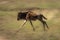 Slow pan of galloping blue wildebeest calf