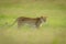 Slow pan of lioness crossing grassy savannah