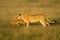 Slow pan of lioness and cub running