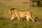 Slow pan of male lion crossing savannah