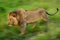 Slow pan of male lion walking past