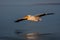 Slow pan of pelican above calm lake