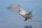 Slow pan of pelican above calm water