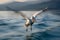 Slow pan of pelican flying over wake