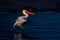 Slow pan of pelican landing by shore