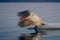 Slow pan of pelican landing in water