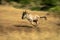 Slow pan of racing blue wildebeest calf