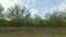 Slow Pan of rows of Pecan trees on a pecan tree grove orchard in rural South Georgia