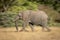 Slow pan of striding African bush elephant