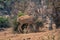 Slow pan of walking male greater kudu