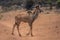 Slow pan of young male greater kudu