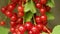 Slow panning shot across ripe red currant plant and berries