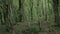 Slow panorama of dark forest with trunks and roots.
