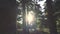 Slow panorama in the park in the counter light of the sun through the trunks of the pines
