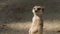 SLOW: Portrait of meerkat guard on a sand