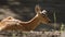 SLOW: Portrait of a young deer on a nature