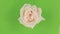 Slow rotation of a pink rose on a green background, keying