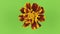 Slow rotation of a yellow flower on a green background, keying