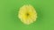 Slow rotation of a yellow flower on a green background, keying