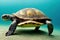 Slow sea turtle crawling on sand on ocean floor.