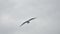 Slow shooting white gull flying against a gray sky