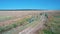 Slow smooth flight over country ditch amid grass fields