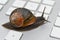 Slow snail crawling on computer keyboard