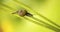 Slow snail green web banner with copy space