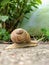 Slow snail heading to the grass via pavement leaving saliva behind