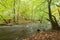 Slow stream in the green forest during summer in Sweden. selective focus, long exposure