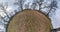 Slow transformation of the landscape into a tiny planet. curvature of space. oak grove in overcast autumn day
