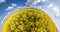Slow transformation of the landscape into a tiny planet. curvature of space. Rapeseed field in sunny day with blue sky