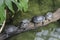 Slow turn from a group of turtles crossing the pond. teamwork among animals