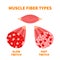 Slow twitch and fast twitch muscle fiber types illustration