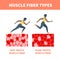 Slow twitch and fast twitch muscle fiber types illustration