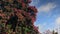 Slow upward pan of Pohutakawa Trees under a blue sky