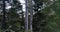 Slow vertical pan of Quaking Aspens on the edge of a trail in Utah Valley