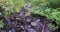 Slow vertical panning on a very small waterfall flowing the lush forest of Utah Valley on a hike to the top of Mount