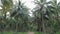 Slow walk through the rainforest. Coconut tree plantations. Forest paths among palm trees.