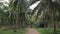Slow walk through the rainforest. Coconut tree plantations. Forest paths among palm trees.
