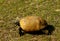 Slow walking Florida gopher tortoise in grass