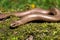 Slow worm (Anguis colchica)