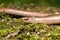 Slow worm Anguis colchica