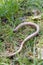 The slow worm (Anguis fragilis)