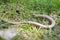 The slow worm (Anguis fragilis)