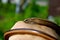 Slow worm Anguis fragilis legless lizard