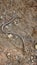 Slow Worm Being shown to a child, Interaction with nature uk