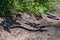 Slow Worm or blind worm, Anguis fragilis on a forest path. Amersfoort, the Netherlands. 2021. The kind of lizards often