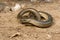 Slow worm with blue spots